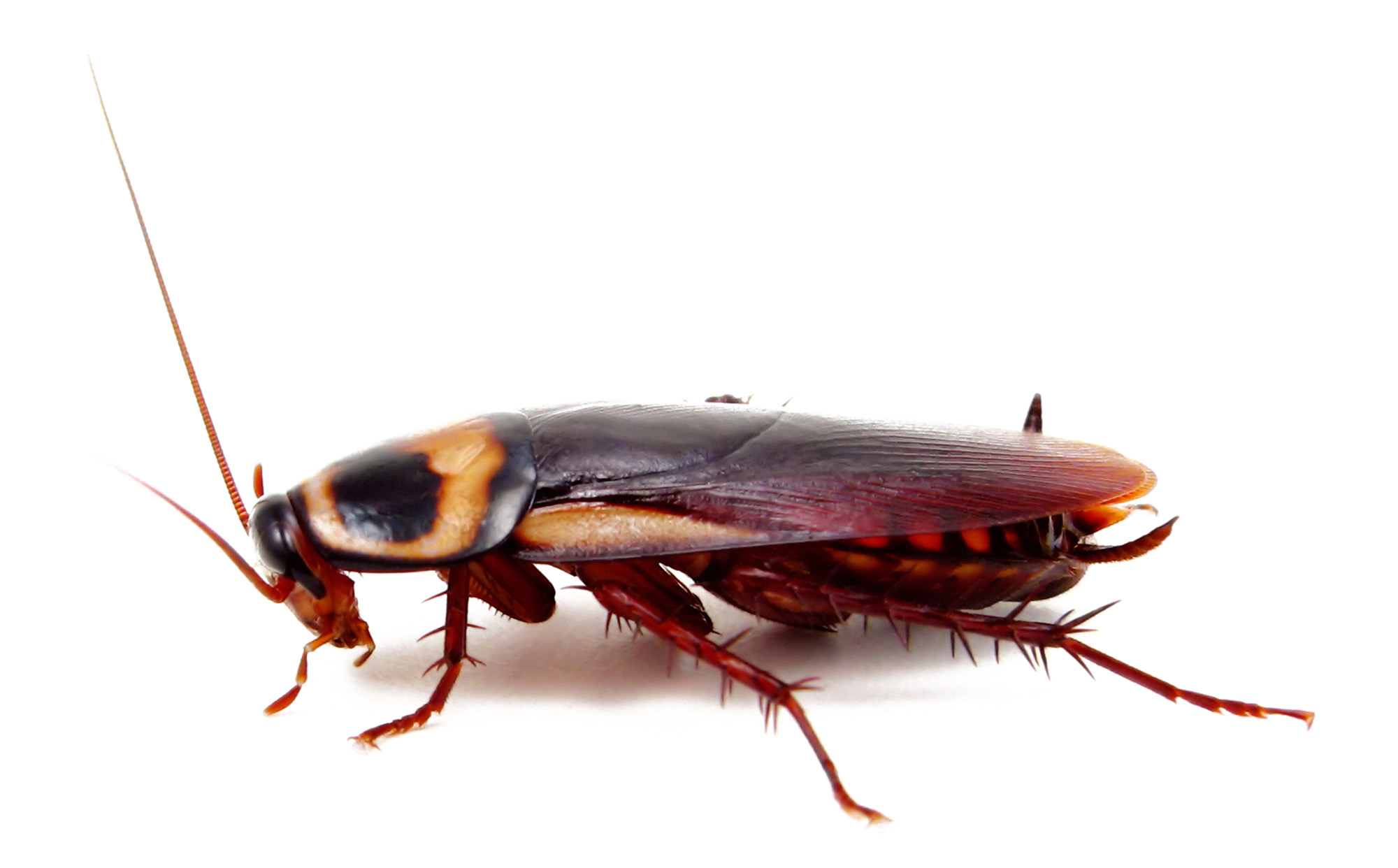 What you need to know about cockroaches