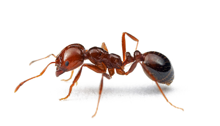 火蟻的生態與防治