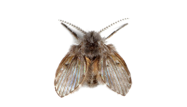 What you need to know about moth flies