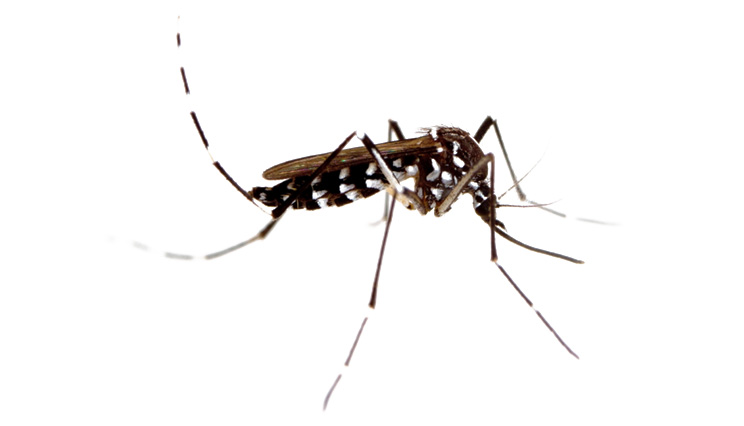 蚊子的生態與防治