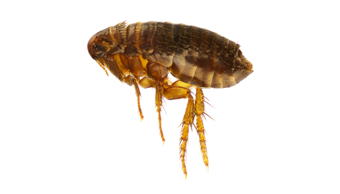 What you need to know about fleas