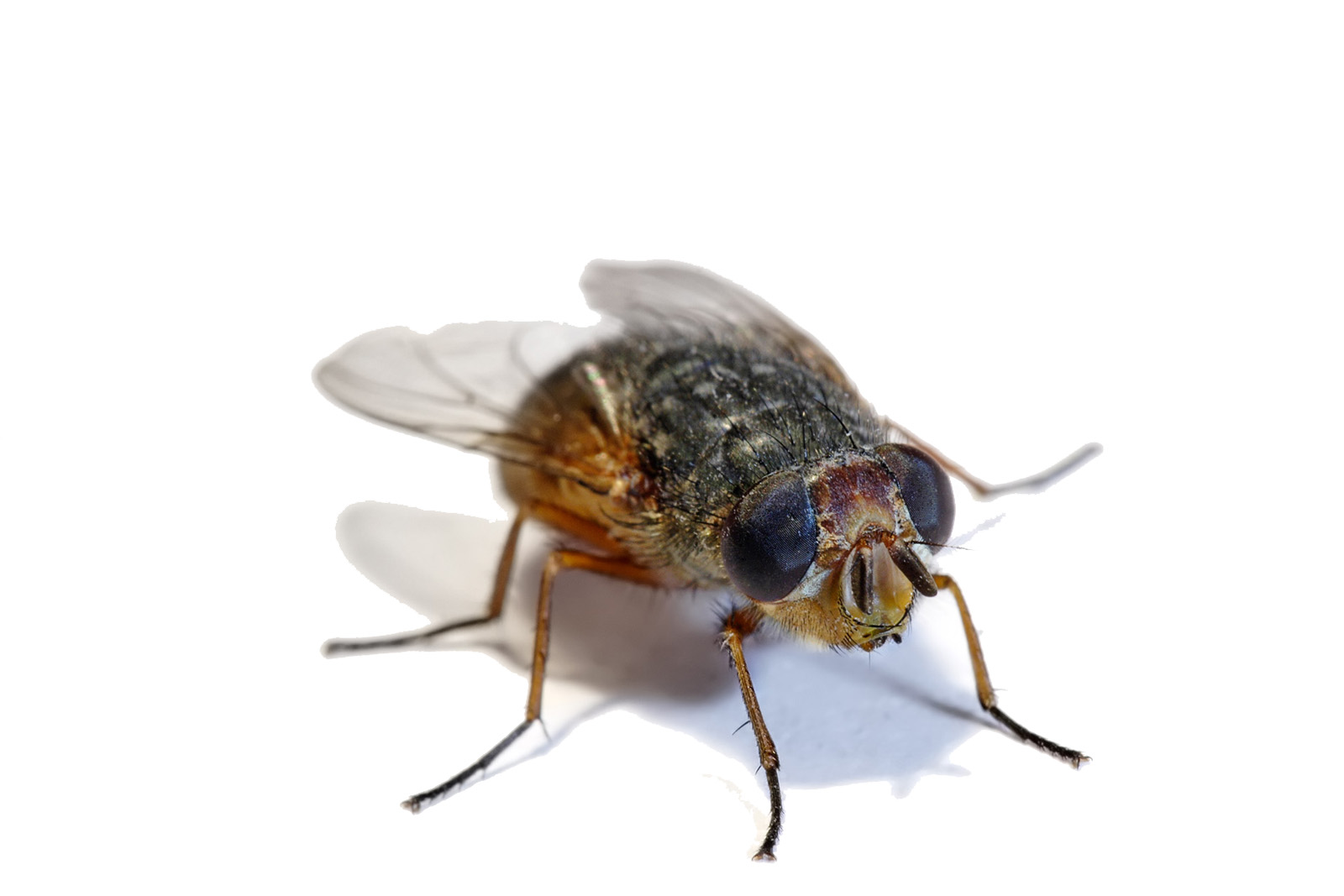 蒼蠅的生態與防治