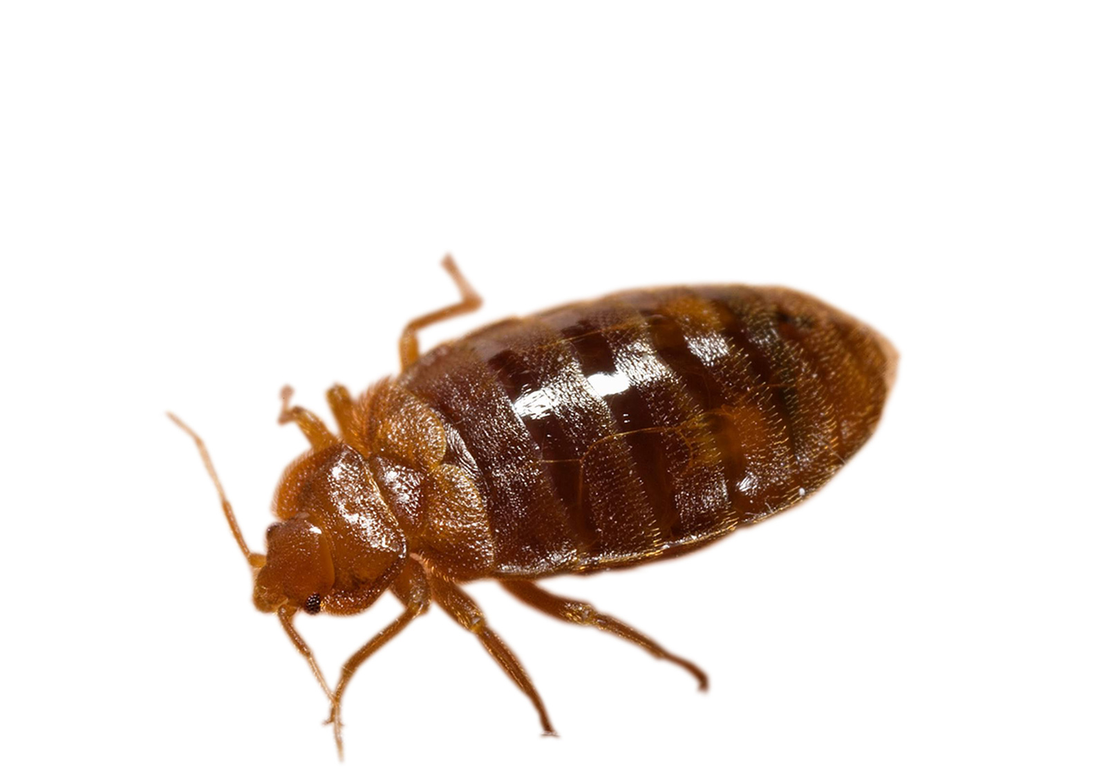 What you need to know about bed bugs