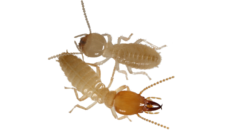 白蟻的生態與防治