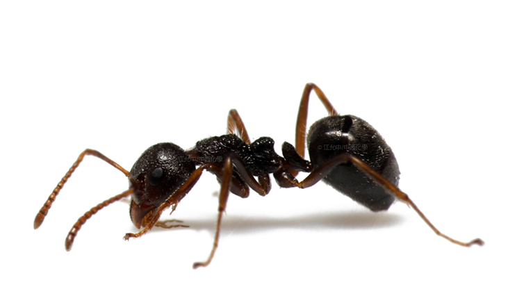 騷擾性螞蟻的生態與防治