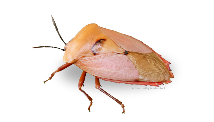 What you need to know about lychee giant stink bug