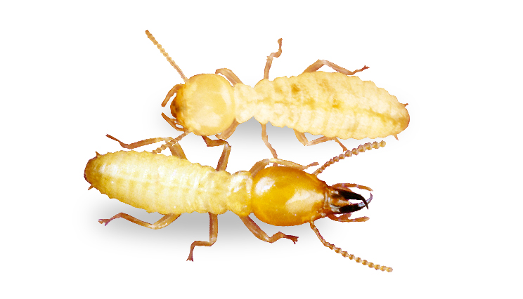 What you need to know about termites