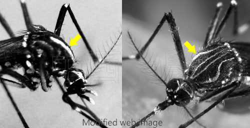 aedes